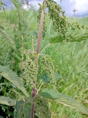 Urtica dioica
