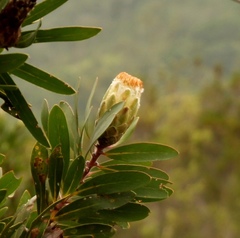 Protea mundii