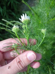 Tripleurospermum inodorum