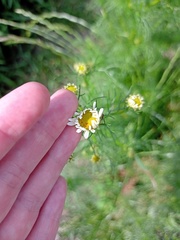 Tripleurospermum inodorum