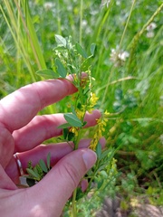 Melilotus officinalis