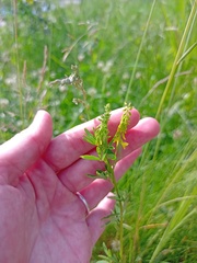 Melilotus officinalis