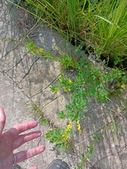 Melilotus officinalis