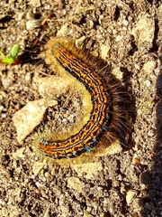 Malacosoma castrense