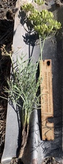 Lomatium packardiae
