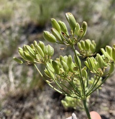Lomatium packardiae