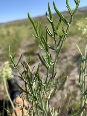 Lomatium packardiae