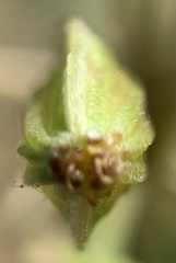 Lomatium packardiae