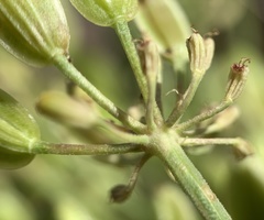 Lomatium packardiae
