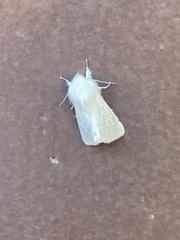 Spilosoma vestalis