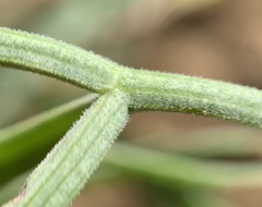 Lomatium packardiae