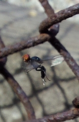 Seioptera vibrans