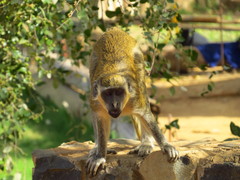 Chlorocebus sabaeus