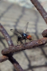 Seioptera vibrans
