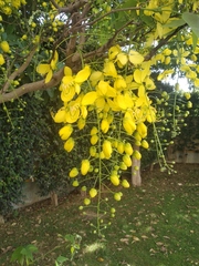 Cassia fistula