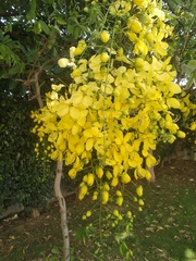 Cassia fistula