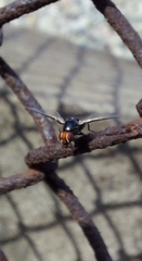 Seioptera vibrans