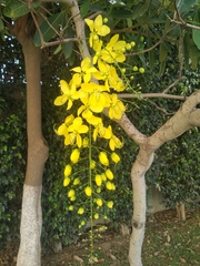 Cassia fistula
