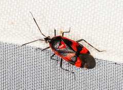 Deraeocoris trifasciatus