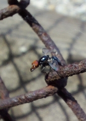 Seioptera vibrans