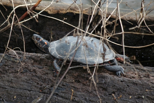 Spotted Turtle, Virginia, US, photo 6 of 10