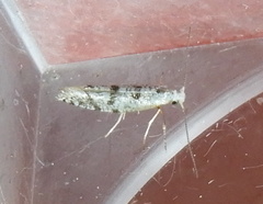 Argyresthia thuiella