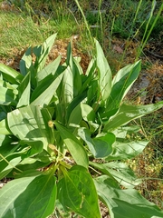 Gentiana lutea