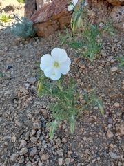 Oenothera speciosa
