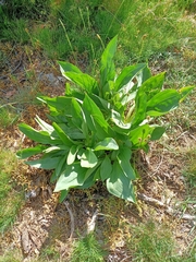 Gentiana lutea