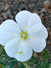 Oenothera speciosa
