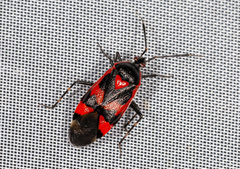 Deraeocoris trifasciatus