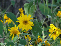 Tithonia tubaeformis