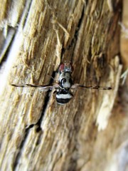Myennis octopunctata