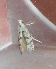 Argyresthia thuiella