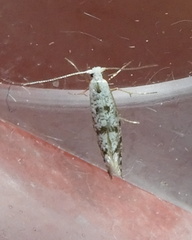 Argyresthia thuiella