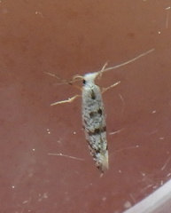 Argyresthia thuiella