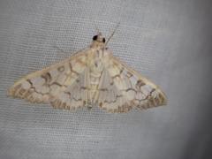 Mimorista