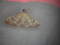 Mimorista