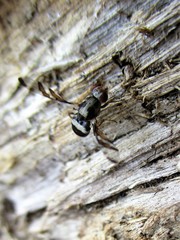 Myennis octopunctata