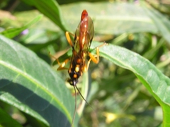 Degithina
