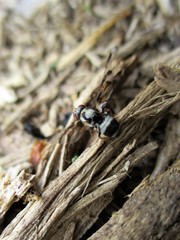 Myennis octopunctata