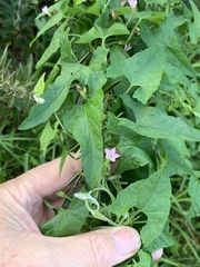 Convolvulus farinosus