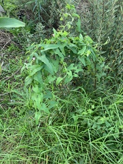 Convolvulus farinosus