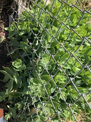 Chenopodium album