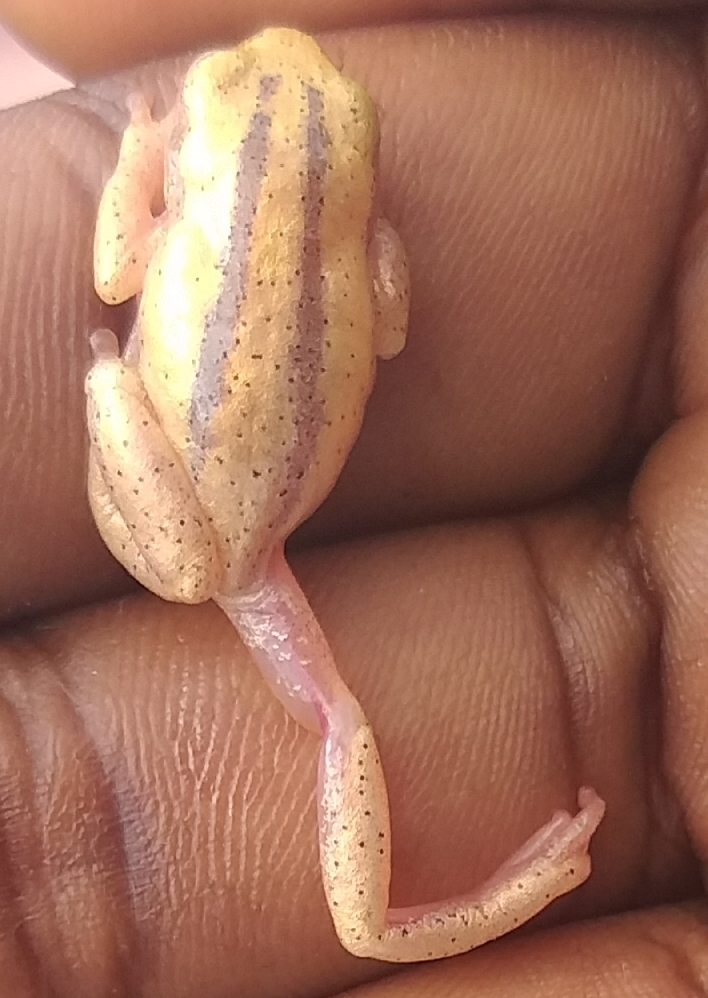 Kivu Banana Frog