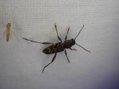 Xylotrechus nauticus