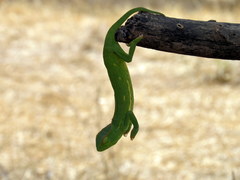 Chamaeleo senegalensis