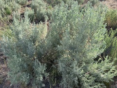 Artemisia spiciformis