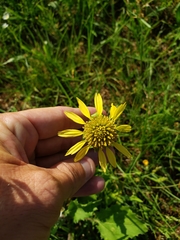 Tetragonotheca repanda