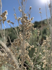 Artemisia spiciformis
